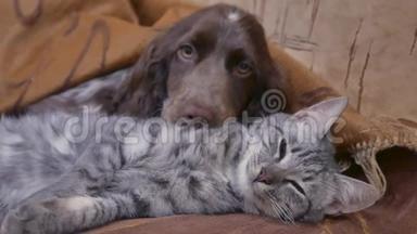 一只猫和一只狗在室内睡在一起友情搞笑视频。猫和狗